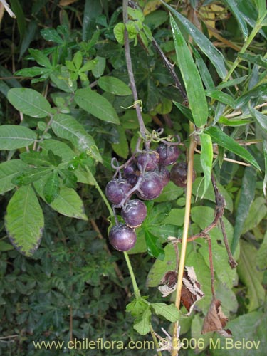 Solanum sp. #2359的照片